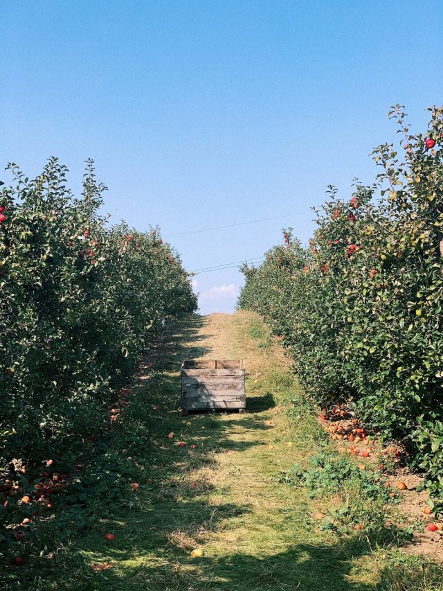 Honeycrisp apples in the U-Pick orchard. 📷Olivia Baxter