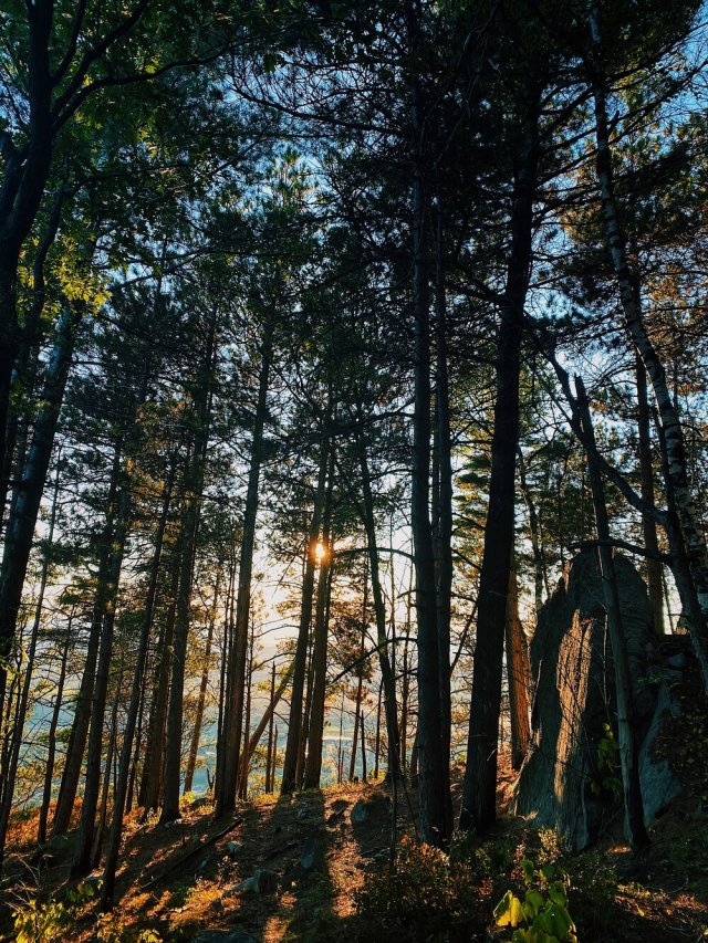 📷Jaclyn Yost. Vermont Woods.