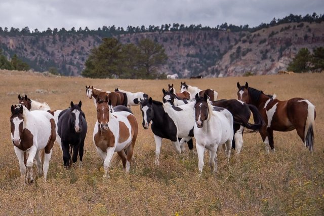 Source: The Black Hills Wild Horse Sanctuary    Price Range  - $   Explore this experience    *Due to COVID-19, The Black Hills Wild Horse Sanctuary is temporarily closed for 2020.    The Black Hills Wild Horse Sanctuary is a non-profit organization committed to providing happy and long lasting homes for America’s unwanted wild horses since 1988. Located in the Southern Black Hills, the Sanctuary owns 11,000 acres of private land that is dedicated to the preservation of ranges and keeping a balanced ecosystem. Their hope is to save this land from any further development and preserve this natural environment for American Mustangs. The Sanctuary’s determination to these horses' spirit and their findings on herd management will help the wellbeing of horses all around the world. They encourage the conservation of the land to give the horses freedom. Check out the details on how you are able to visit the range, donate or even   sponsor   and name your very own horse :)