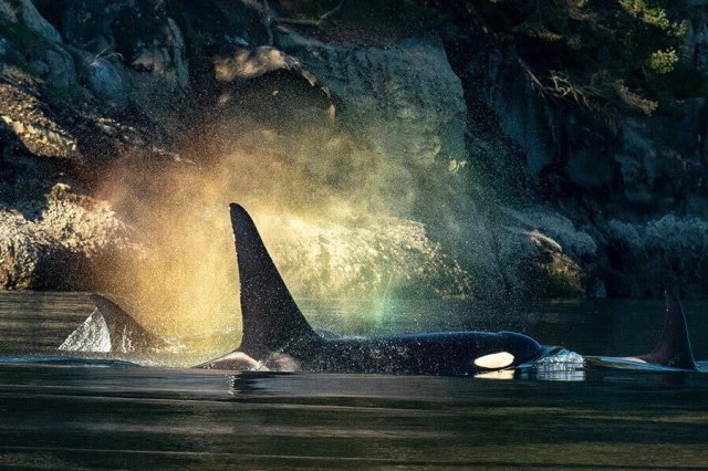 Source: Maya’s Legacy Whale Watching