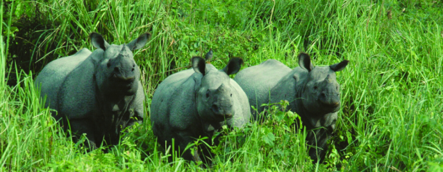 RiverwoodForestRetreat_Rhino.png