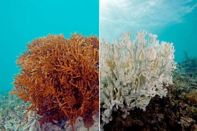 Coral Bleaching. Source: Vox