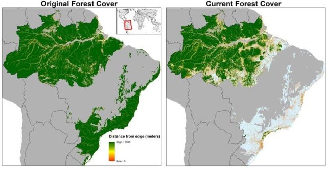 Forest Cover Decline, 2015. Source:    Business Insider