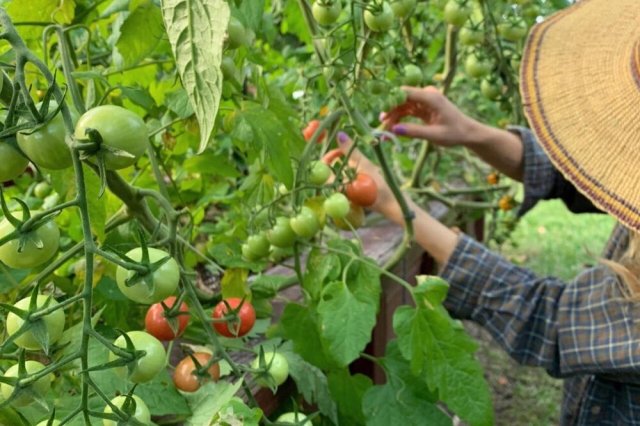 Source: Little River Co-op