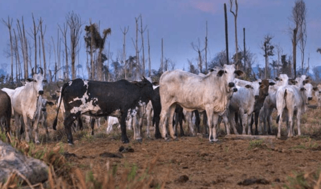 Cows grazing on recently deforested rainforest land in Brazil.  📷 : Marcio Isensee,    Mongabay