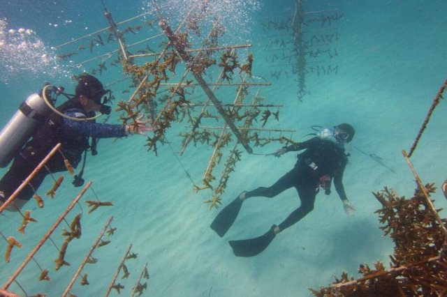 Source: Rescue a Reef