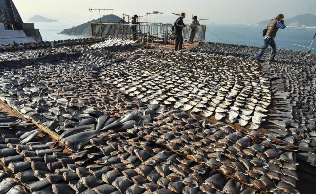 Shark Finning. Source: Forbes