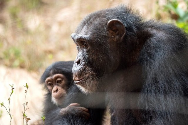 Source: Tacugama Chimpanzee Sanctuary