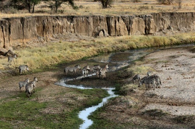 Tarangire National Park, Tanzania. 📷 @joel_herzog