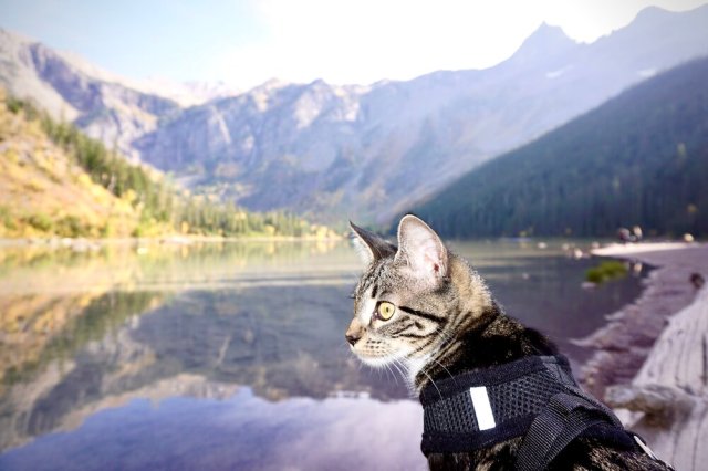 Funky at Glacier National Park. 📷 @jaclynyost
