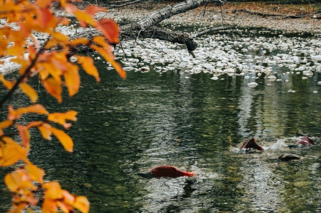 BC, Canada. 📷 @marcotjokro