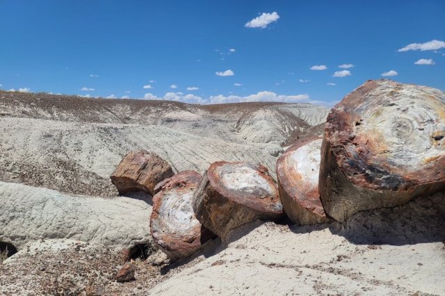 Petrified wood. 📷 @noeld64