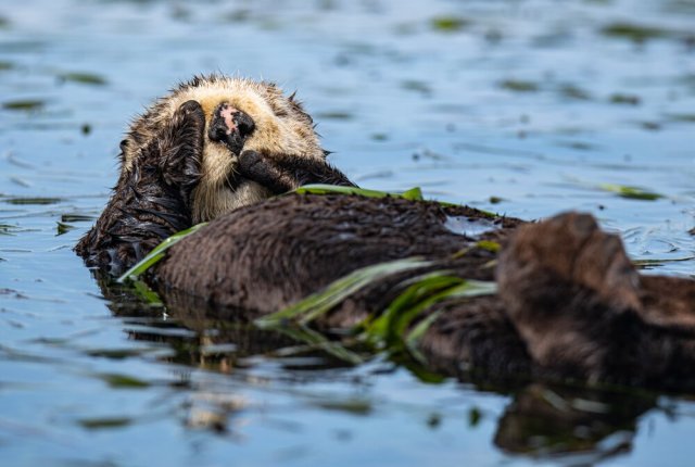 Otter in California. Source: @mana5280