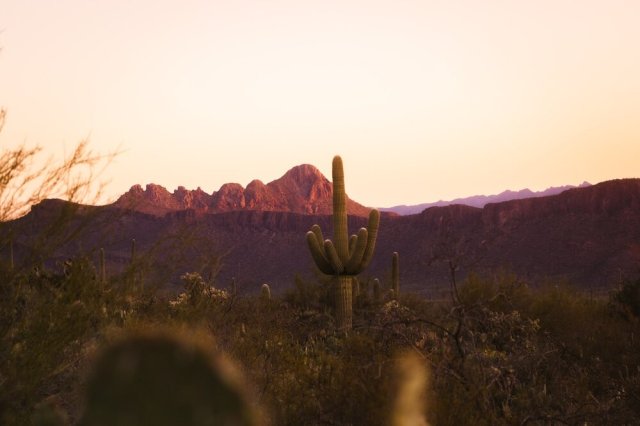 Saguaro National Park. 📷 @rawdyl