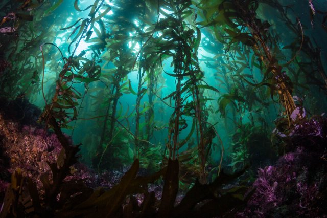Kelp Forests in the Channel Islands. Source: Scuba Diver Life