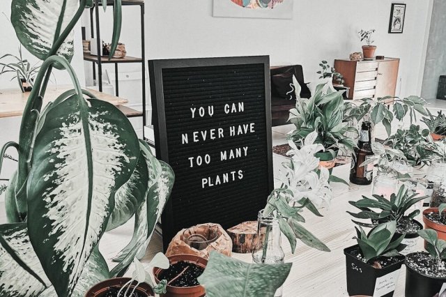 Urban Jungle. Source: Miska Sage