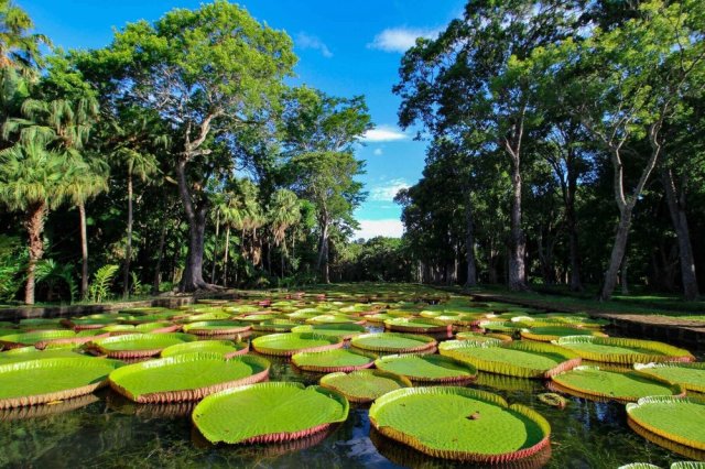Pamplemousses Botanic Garden, Mauritius  Source: Unwind Mauritius