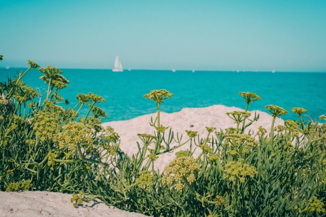 Île de Ré, France 📷  @maybeegreen