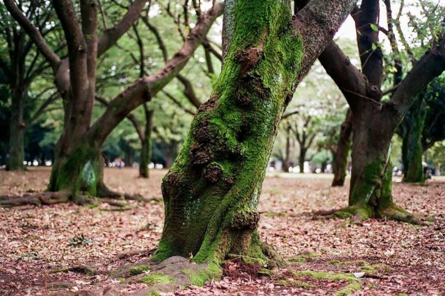 Yoyogi Park, Japan  Source: Marek Okon