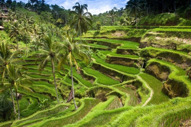 Bali, Indonesia  Source: Wendy Perrin