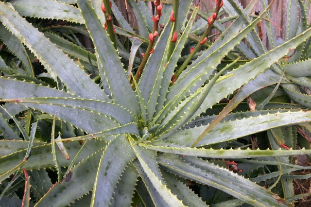 Source: Wikimedia Commons